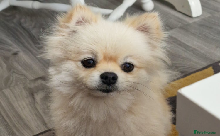 Pomeranian dogs - Advert 13
