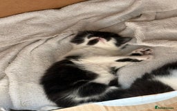 Mixed Breed cats for sale: 5 gorgeous fluffy tuxedo kittens - Image 9