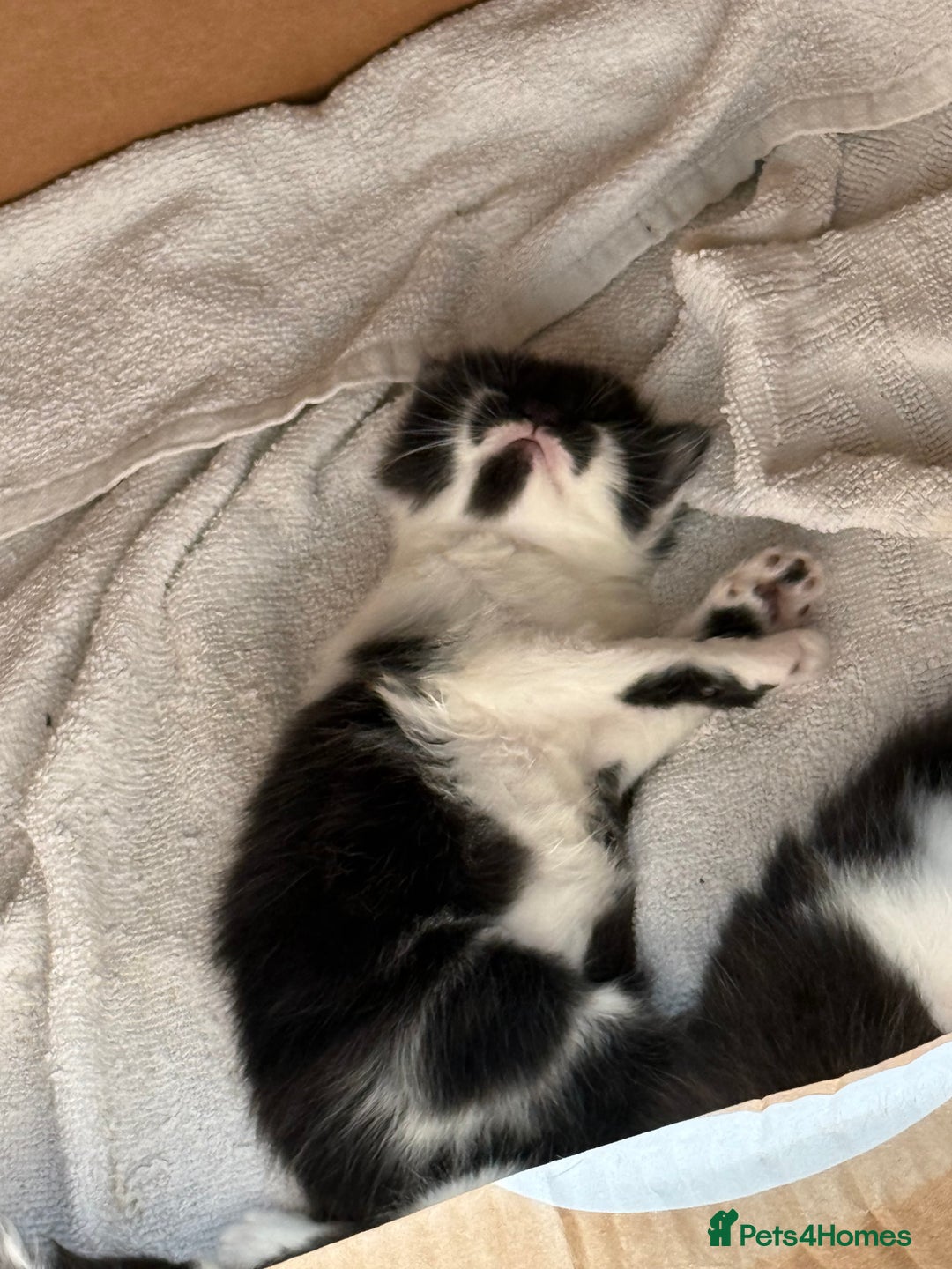 Mixed Breed cats for sale: 5 gorgeous fluffy tuxedo kittens - Image 9