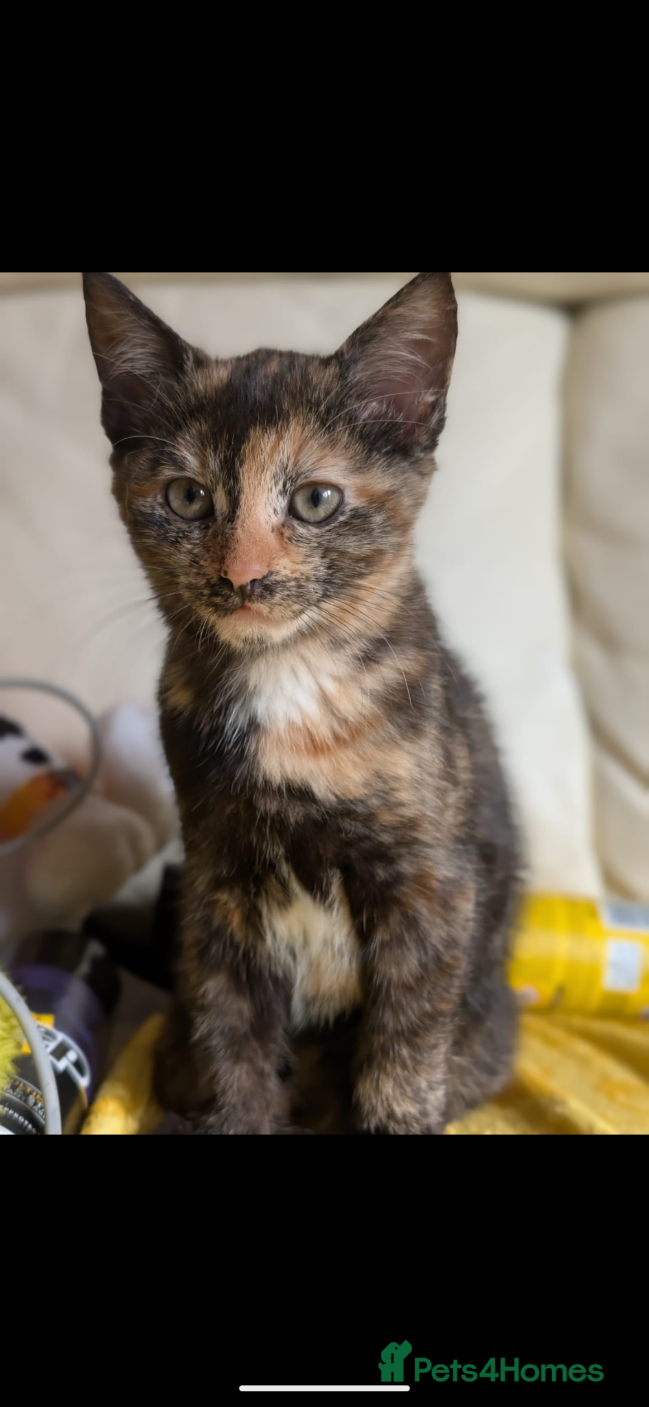 Maine Coon cats Reserved ** - Advert 5