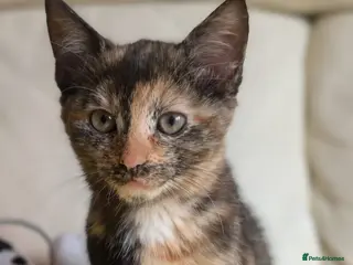 Maine Coon cats Reserved ** - Advert 5