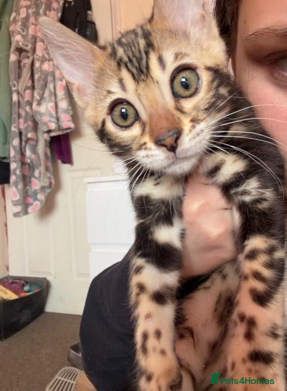 Bengal cats Gorgeous Marble Bengal Kittens - Ready Now - Advert 18