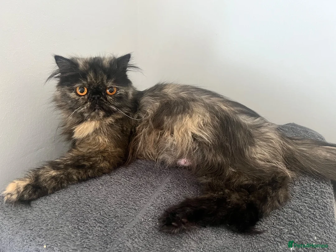 Persian cats for sale: Registered Persian Kittens – Blue & Red - Advert 17