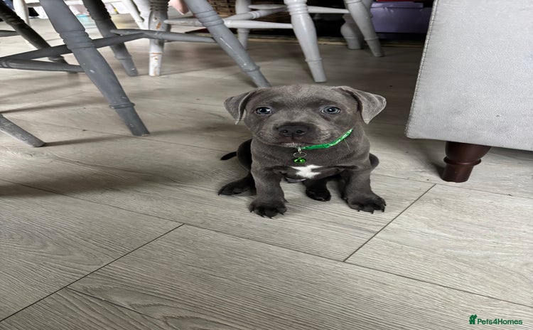 Staffordshire Bull Terrier dogs in Hitchin - Advert 13