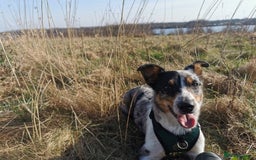 Border Collie dogs for sale: Border Collie looking for a new caring home - Image 1