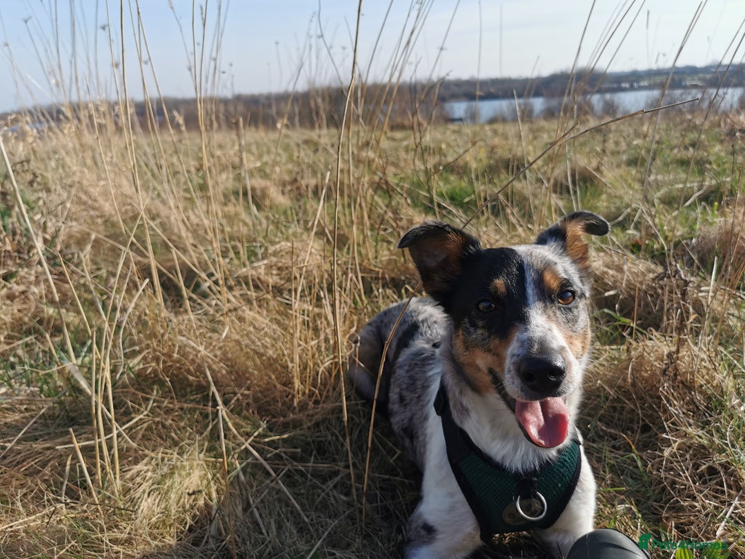 Border Collie dogs for sale: Border Collie looking for a new caring home - Image 1
