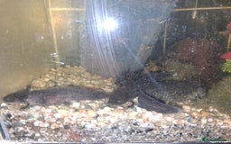 Axolotl reptiles for sale: ALL NOW REHOMED. Axolotl Juveniles Approx 3 months - Advert 8