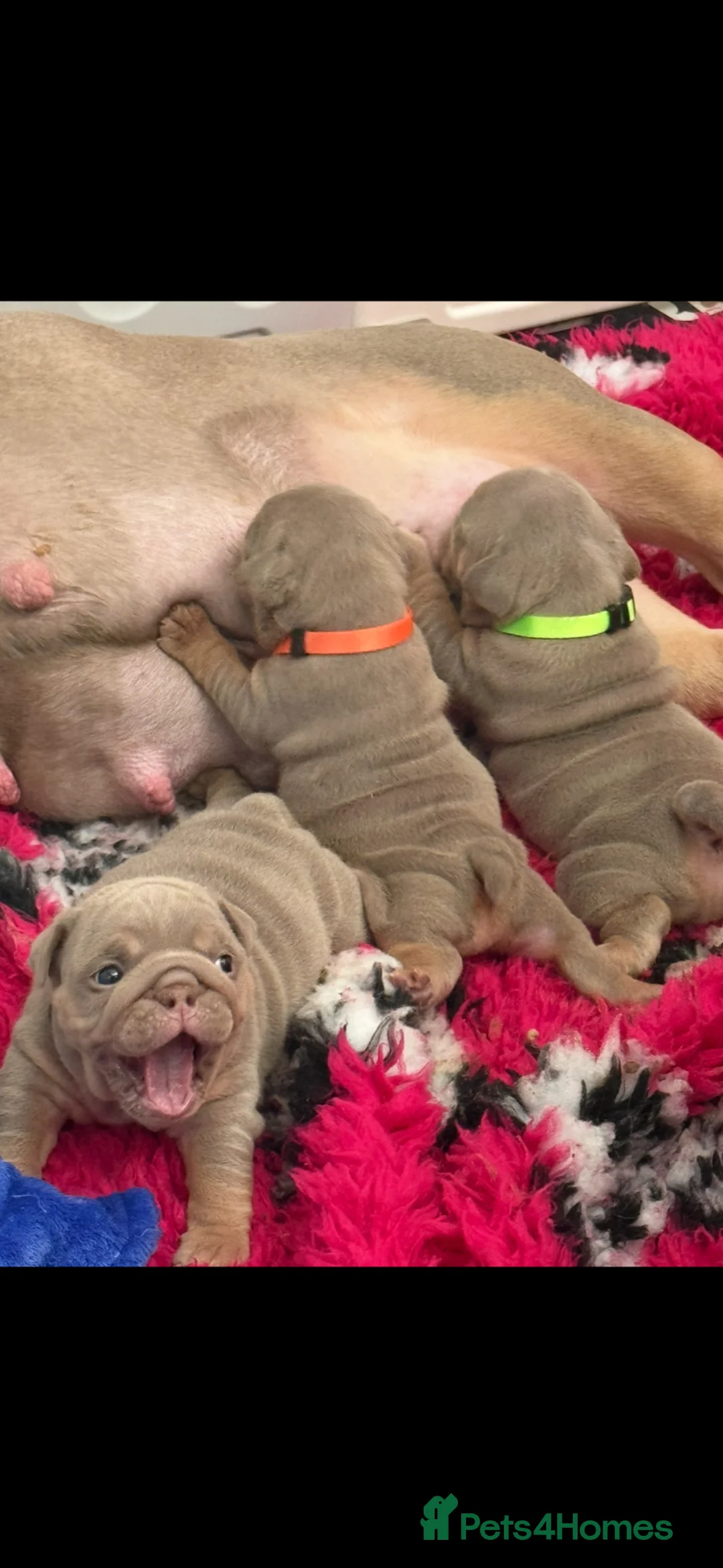 English Bulldog dogs for sale: English bulldog puppies  - Advert 14