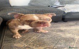American Bully dogs for sale: Pocket bully one green eye and one blue eye  - Image 1