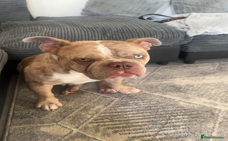 American Bully dogs - Advert 1