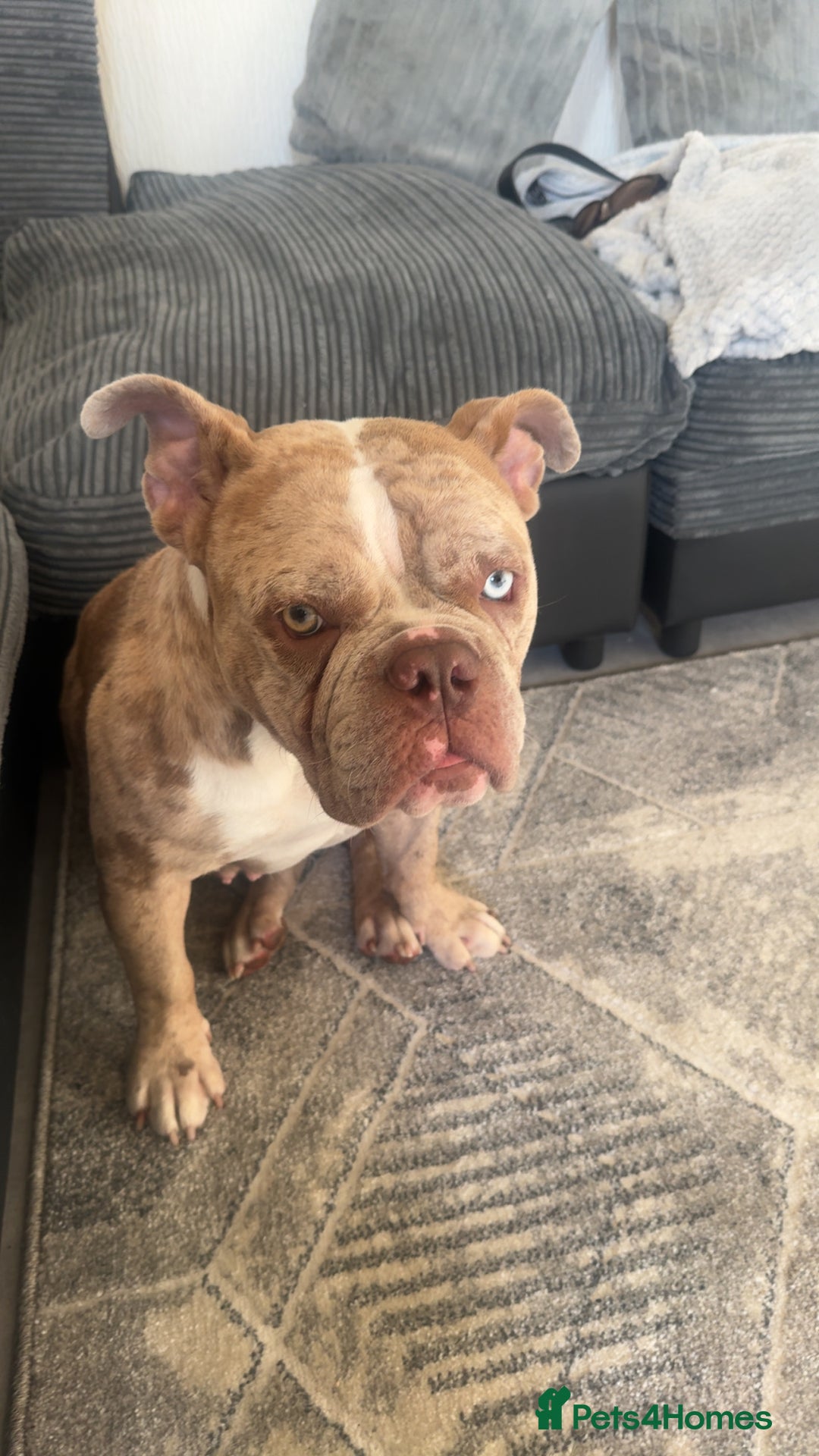 American Bully dogs for sale: Pocket bully one green eye and one blue eye  - Image 1