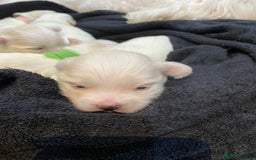 Maltese dogs for sale: Gorgeous pure white Maltese puppies! - Image 13