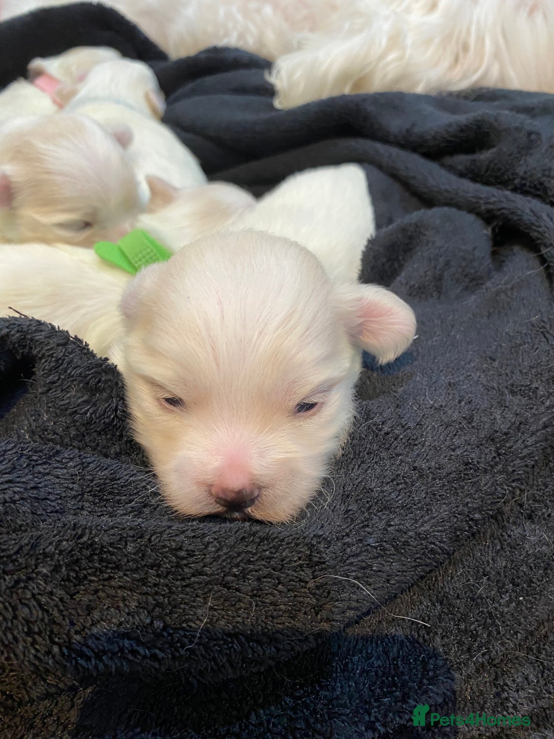 Maltese dogs for sale: Gorgeous pure white Maltese puppies! - Image 13