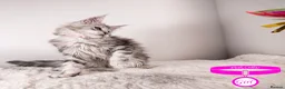 Maine Coon cats for sale: XL Stunning Maine Coon / TICA /Ready - Advert 16