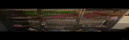Sugar Glider rodents for sale: Female and male baby sugar gliders - Advert 3