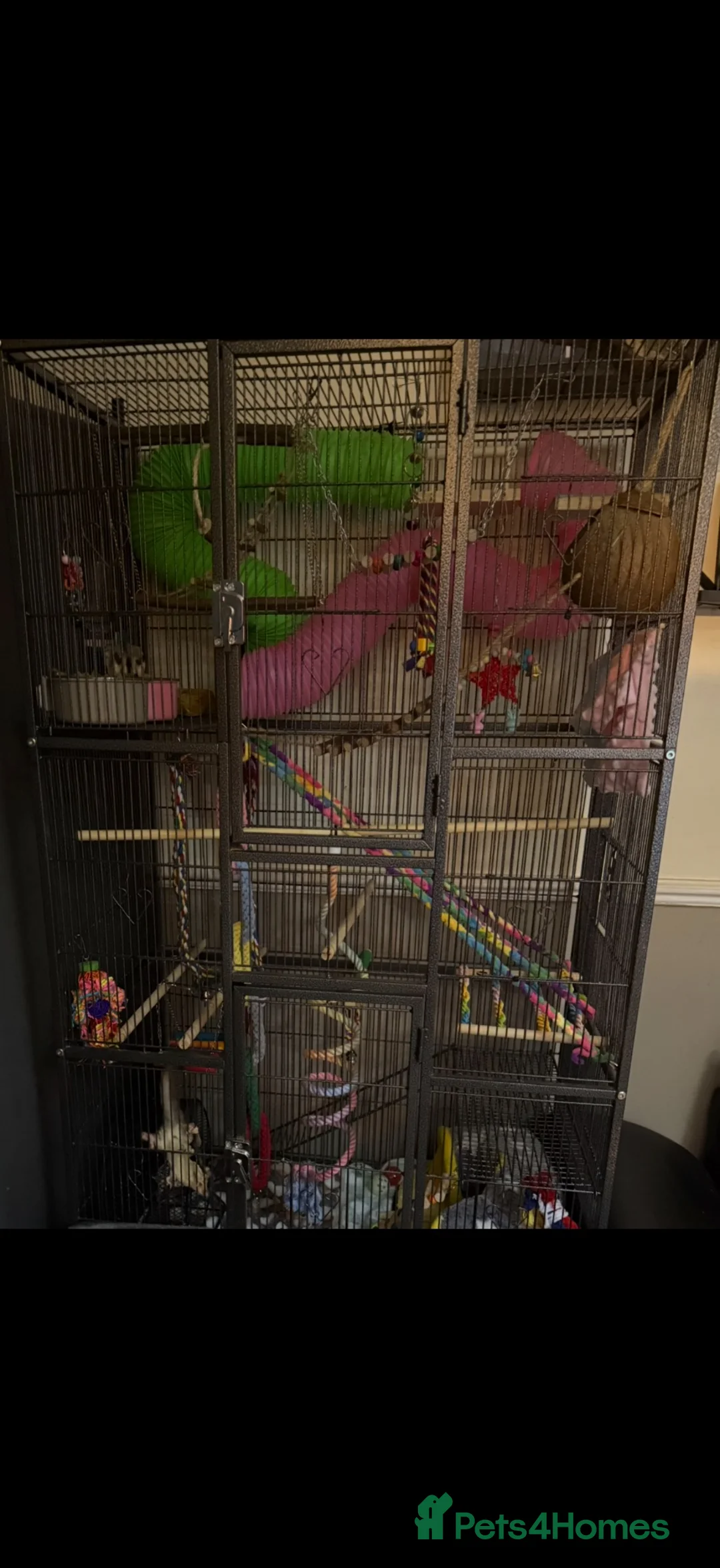 Sugar Glider rodents for sale: Female and male baby sugar gliders - Advert 3
