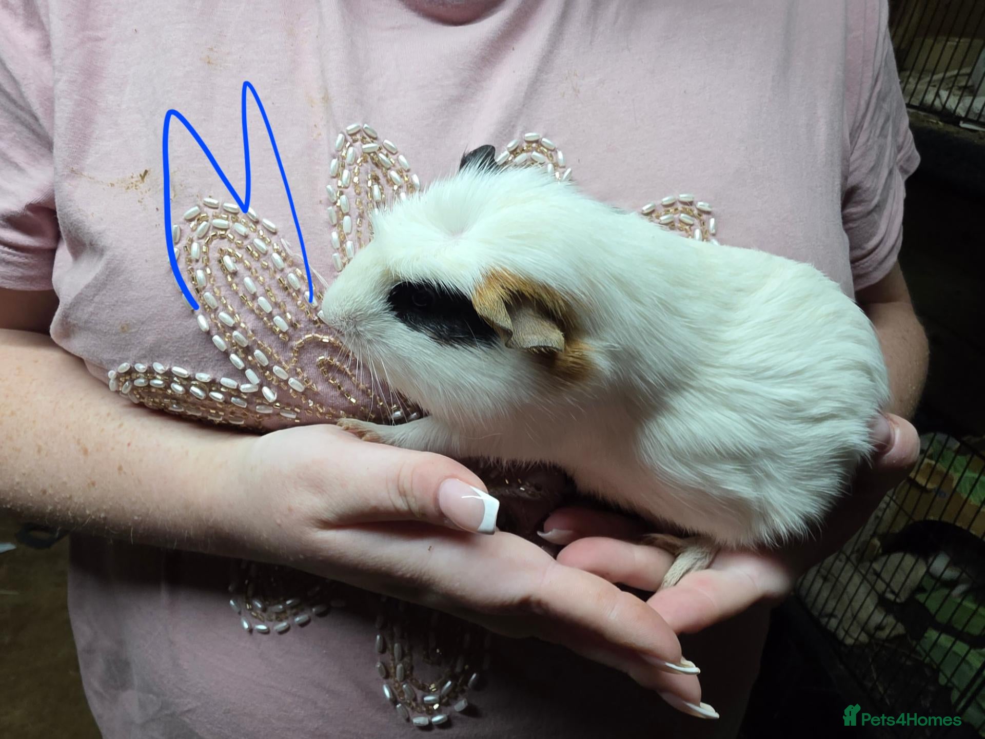Guinea Pig rodents Male and Female Guinea Pig Pairs - Advert 16