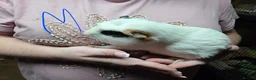Guinea Pig rodents for sale: Male and Female Guinea Pig Pairs - Advert 7
