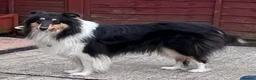 Rough Collie dogs for sale: Clear Non-carriers DM-CEA-MDR1-PRA. 0% inbreeding. - Advert 34