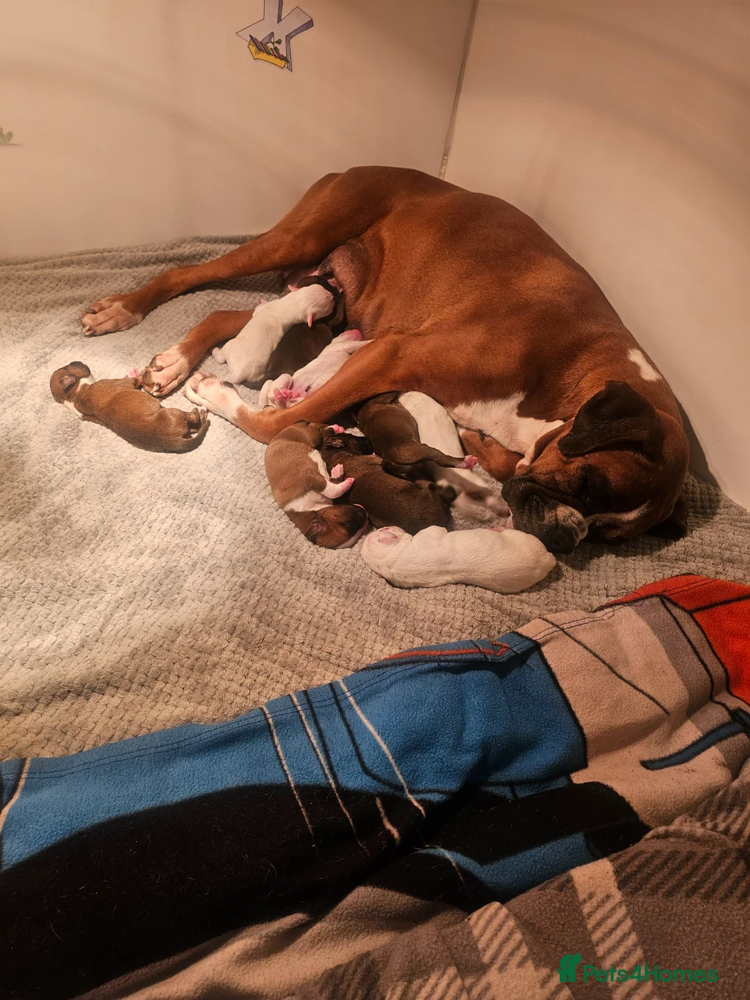 Boxer dogs for sale: Quality Beautiful KC Registered Boxer Puppies - Advert 11