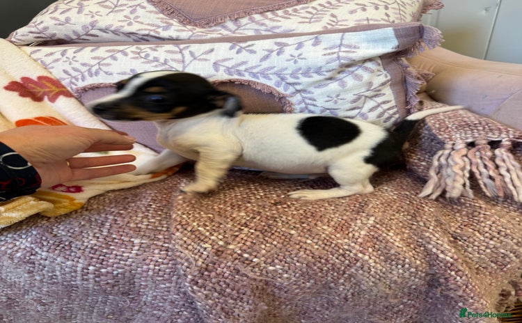 Jack Russell dogs - Advert 34