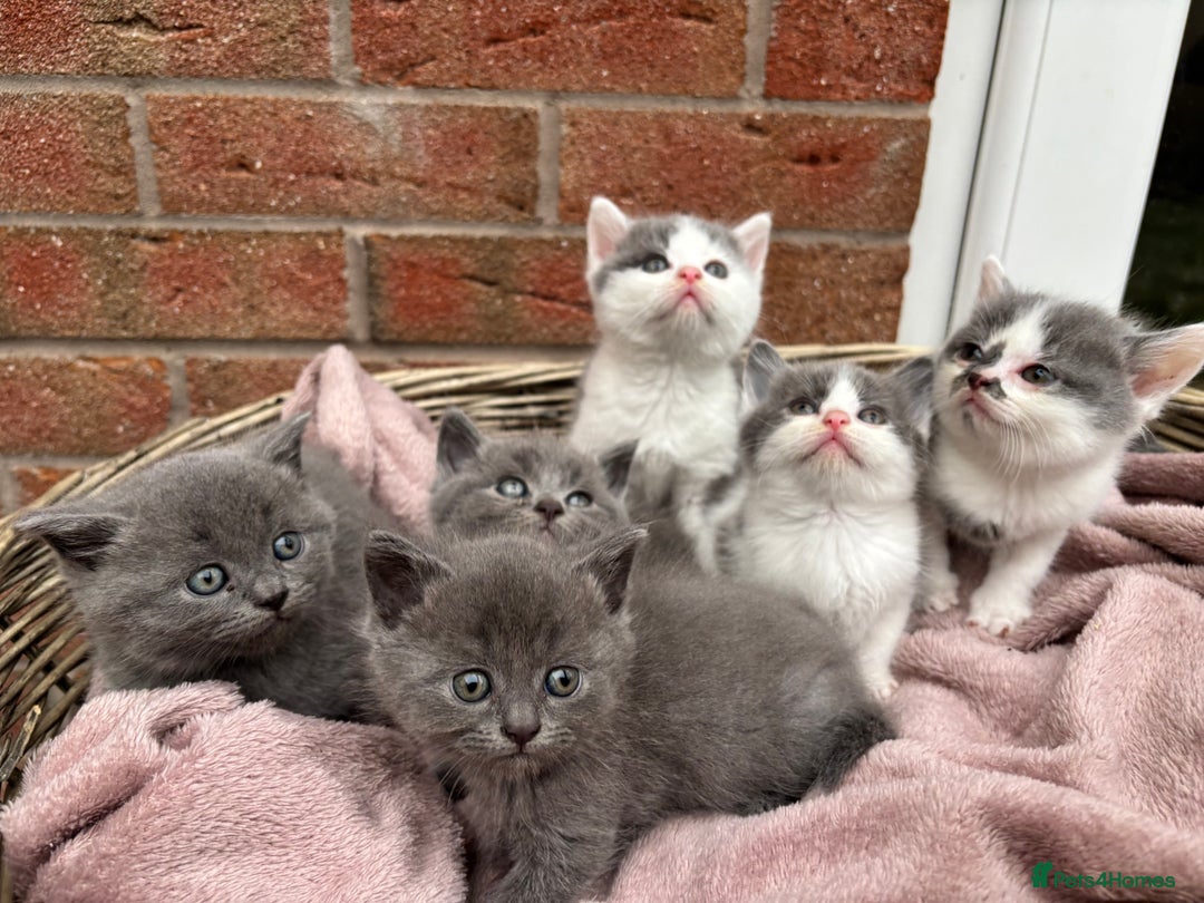 British Shorthair cats for sale: British shorthair kittens  - Image 18