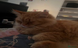 Domestic Shorthair cats for sale: 2 beautiful cats for sale  - Image 3