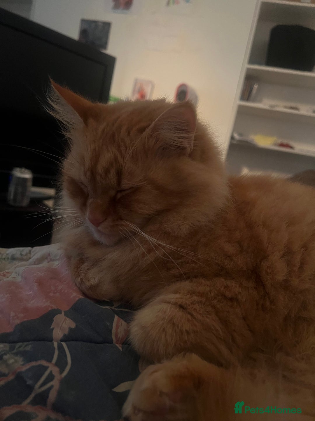 Domestic Shorthair cats for sale: 2 beautiful cats for sale  - Image 3
