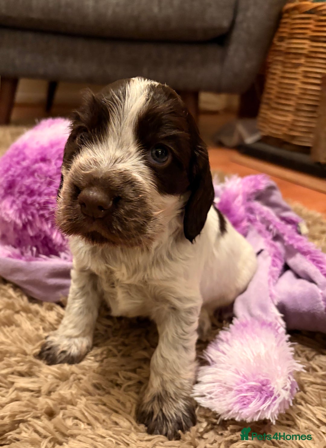 Cocker Spaniel dogs for sale: Quality kc show type cocker spaniels - Advert 24