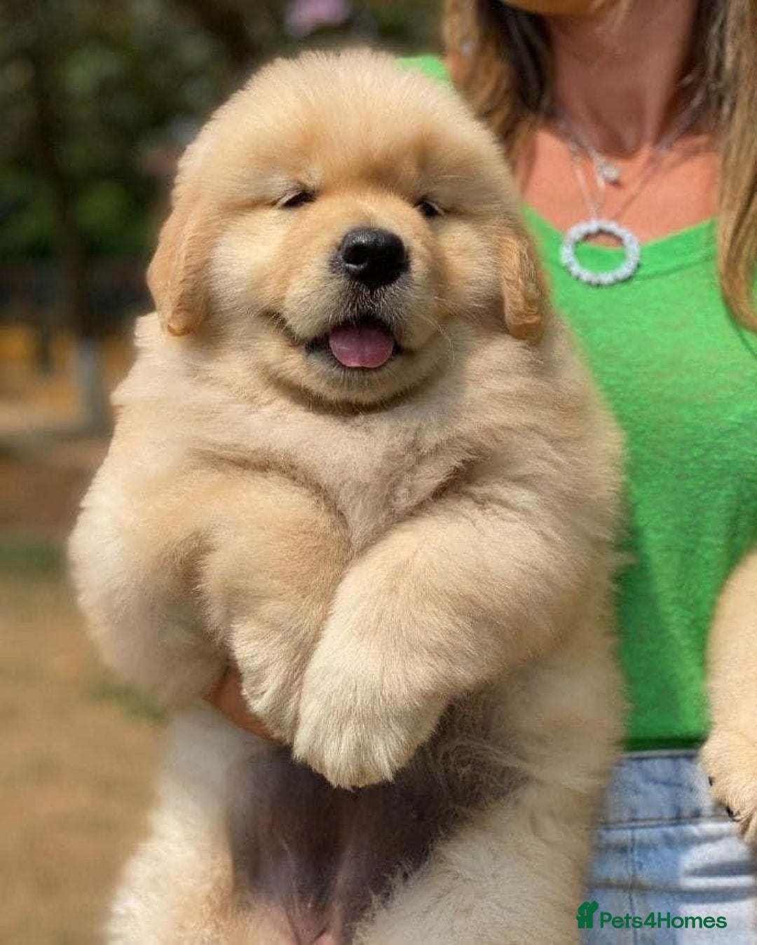 Golden Retriever dogs for sale: GOLDEN RETRIVER PUPPIES LOOKING FOR NEW HOMES - Image 2