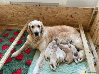 Golden Retriever dogs Golden Retriever Puppies – KC Registered - Advert 7
