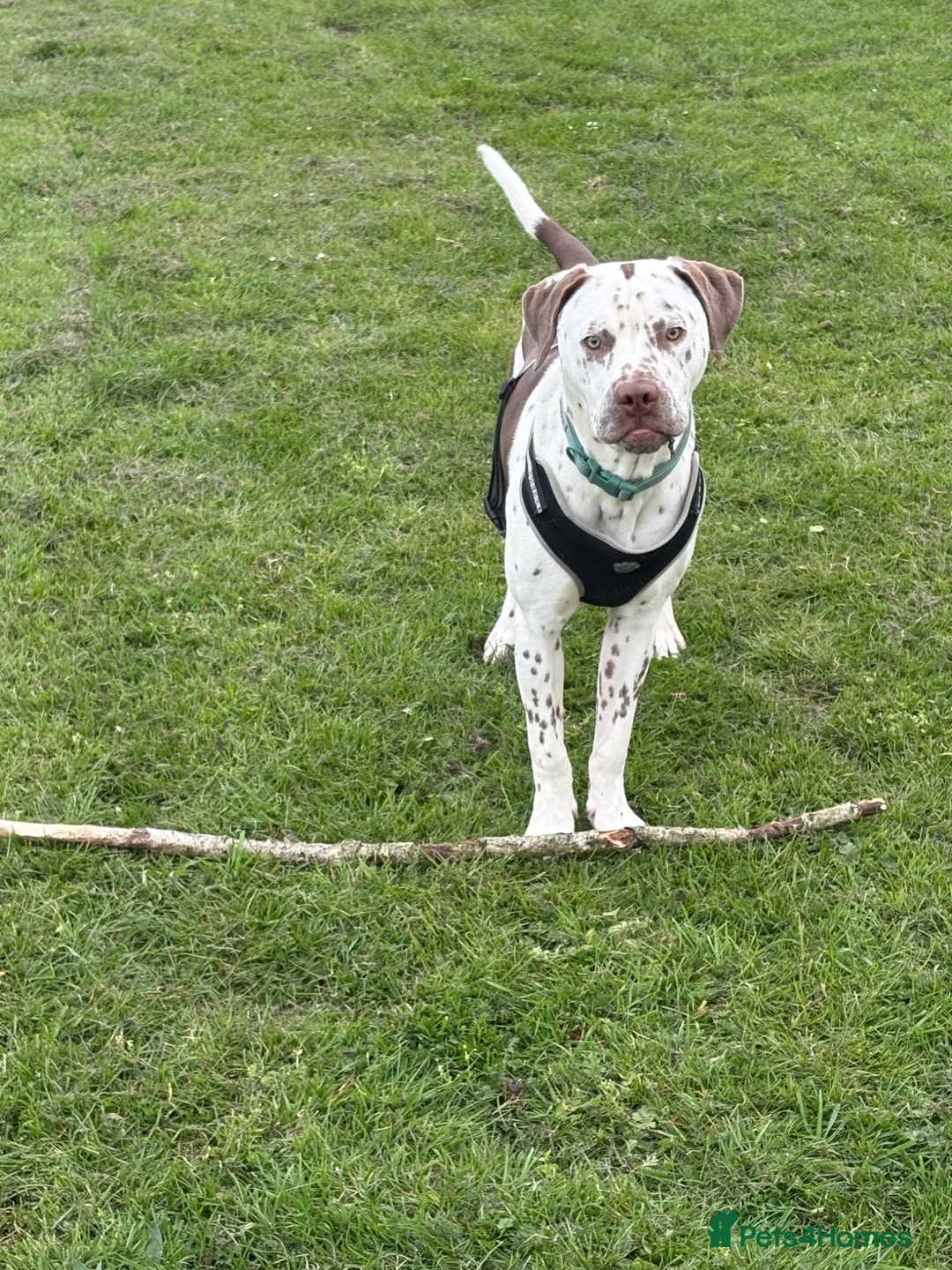 Mixed Breed dogs for sale: Beautiful Dalmatian boy  - Advert 1