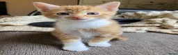 Mixed Breed cats for sale: 🐾 Adorable ginger kittens for sale, Chester 🐾  - Advert 2