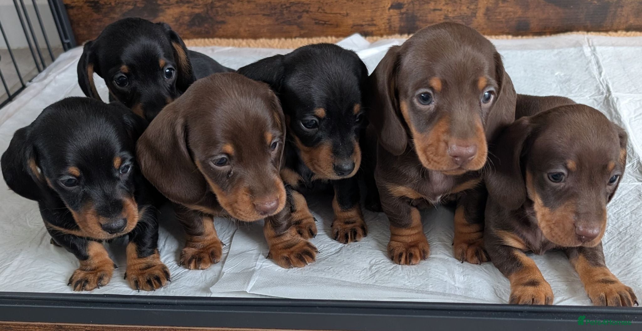 Miniature Dachshund dogs Quality KC/ PRA clear Miniature Dachshund puppies  - Advert 2