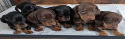 Miniature Dachshund dogs for sale: Quality KC/ PRA clear Miniature Dachshund puppies  - Advert 5