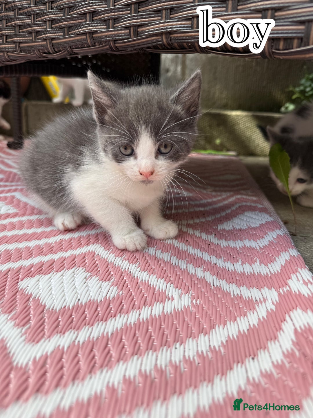 Mixed Breed cats for sale: 4 Boys & 3 Girls🐾 - Image 8