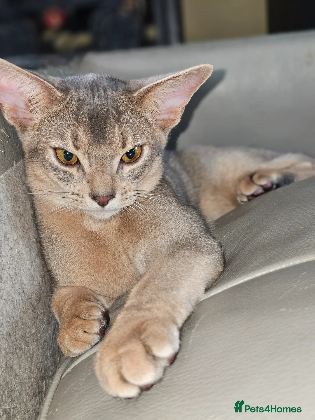 Abyssinian cats for stud: Blue  colour Abyssinian sir - Advert 3