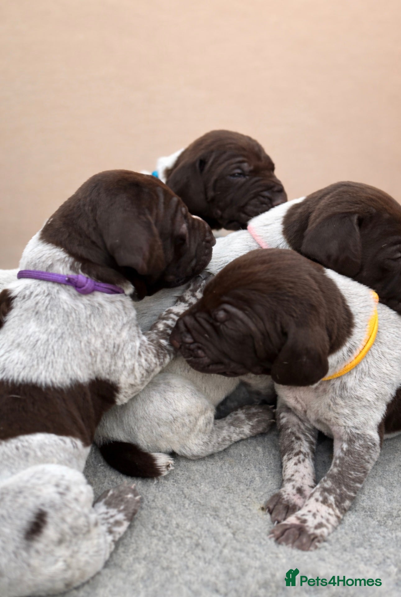 German Shorthaired Pointer dogs 🐾 2 x KC Registered German Shorthaired Pointers - Advert 2
