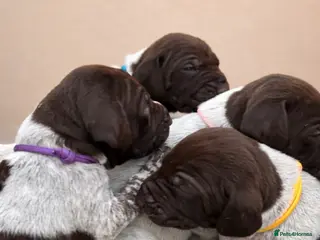 German Shorthaired Pointer dogs 🐾 2 x KC Registered German Shorthaired Pointers - Advert 2