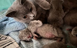 British Shorthair cats for sale: 5 British short hair kittens  - Image 4