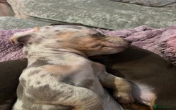 Dachshund dogs for sale: Beautiful miniature dachshunds  - Image 4