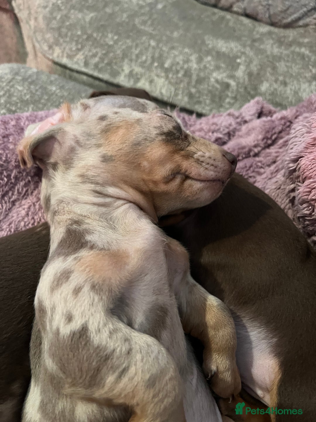 Dachshund dogs for sale: Beautiful miniature dachshunds  - Image 4