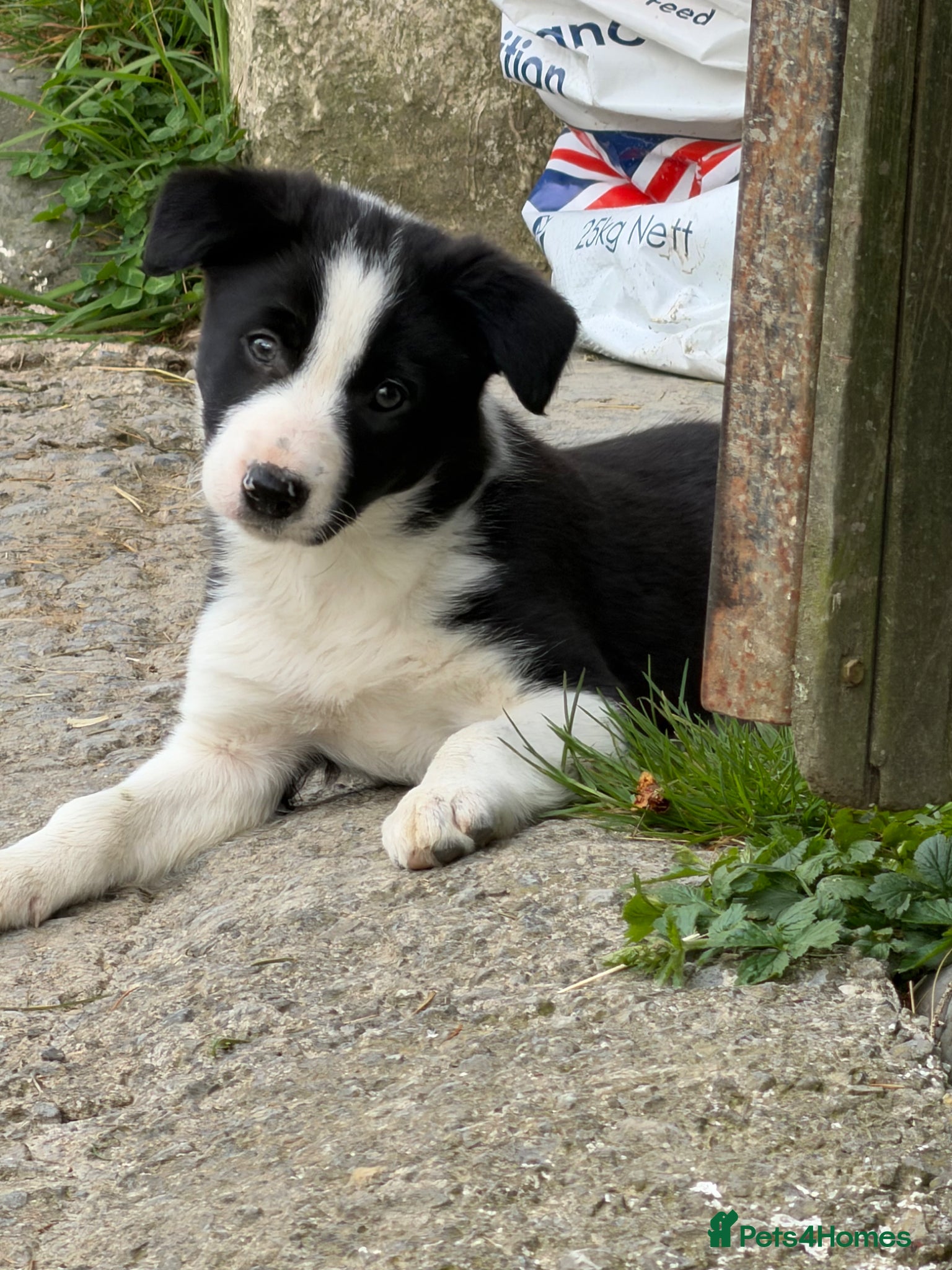 Border Collie dogs Beautiful Border Collie puppies - Advert 14