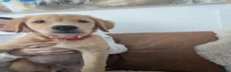 Golden Retriever dogs for sale: Beautiful KC registered Golden Retriever puppies  - Advert 4