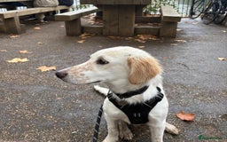 Mixed Breed dogs for adoption: Roo (Spaniel/Setter mix) - Image 12