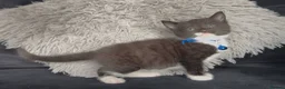 British Shorthair cats for sale: One male & one female kittens - Advert 21