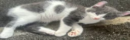 Mixed Breed cats for sale: Last gorgeous girl!! Ready to leave now  - Advert 9