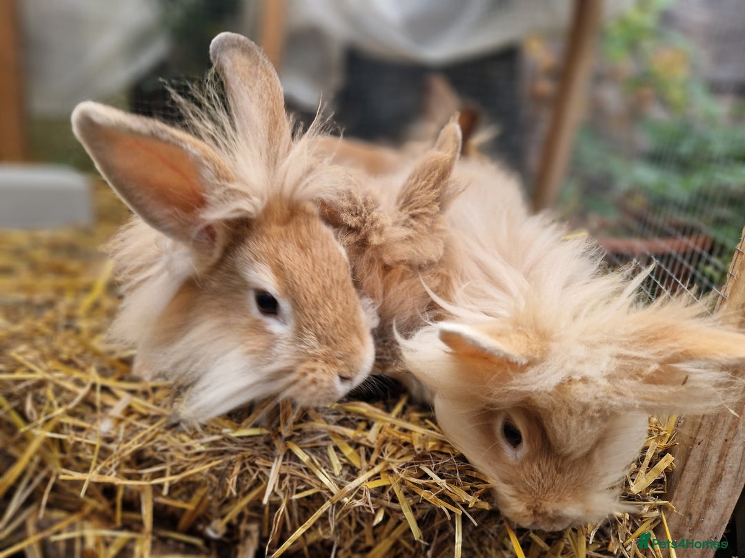 Lionhead rabbits for sale: Lovely ginger lionheads 3 girls 1 boy available - Image 2