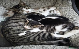 Mixed Breed cats for sale: 8 week old kittens for sale  - Advert 3