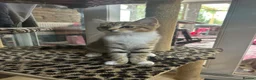 Mixed Breed cats for sale: Ariel & Coral 🧡💛 2 girls ready to leave  - Advert 6